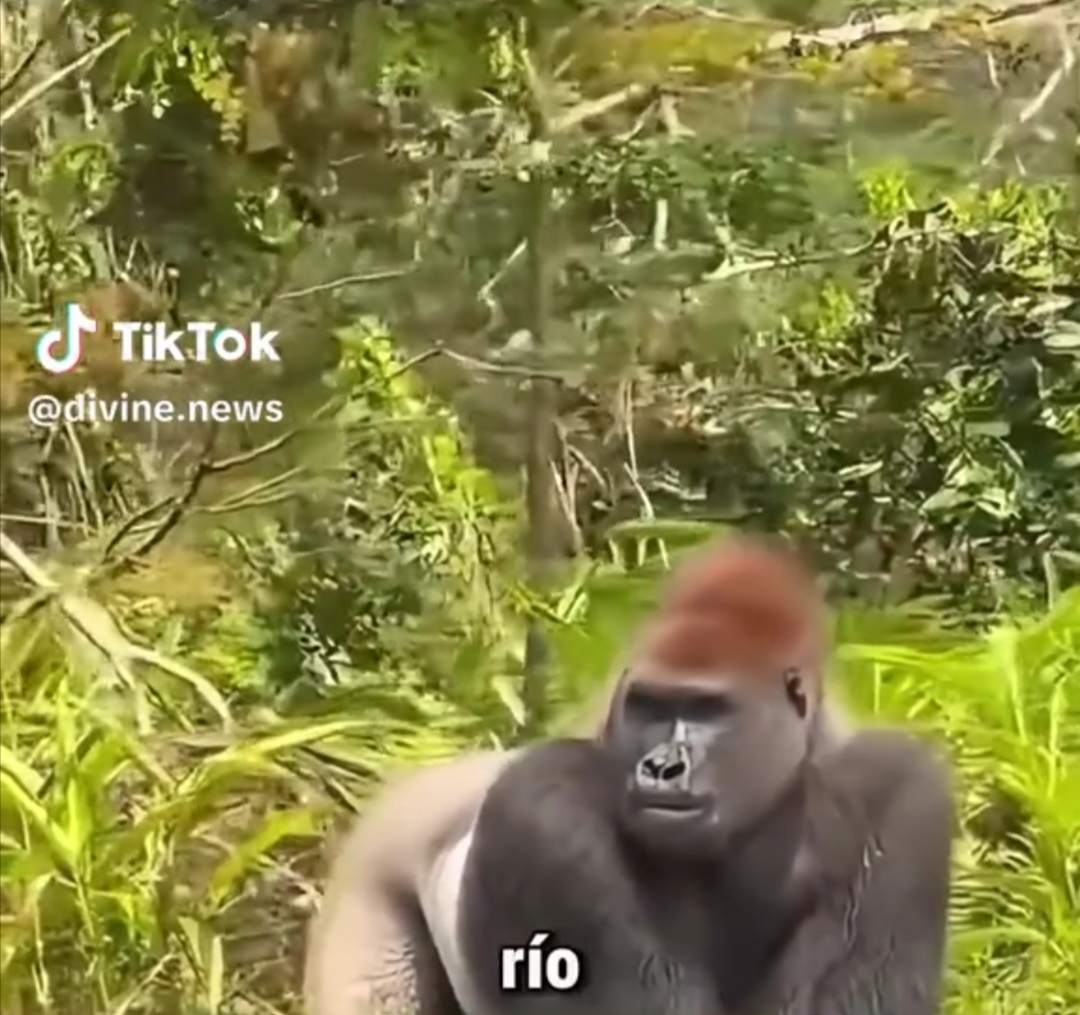 Un Primate En El Amazonas