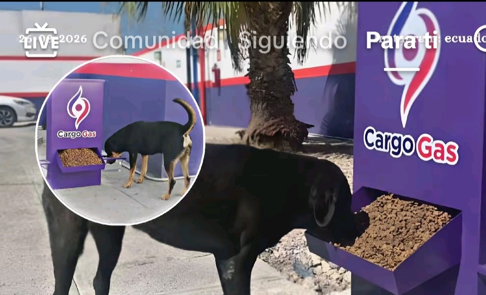 COMIDA Y AGUA PARA PERROS