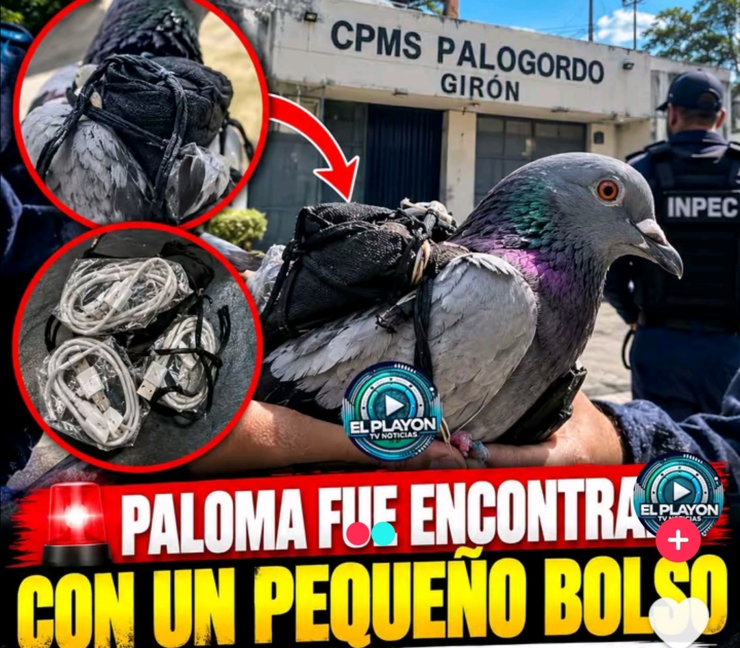 CARGA PARA LOS RECLUSOS